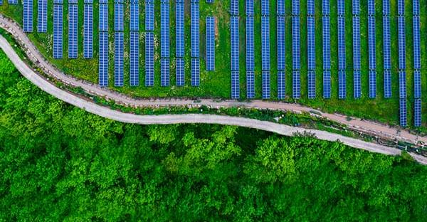 Solar panels next to dense forest